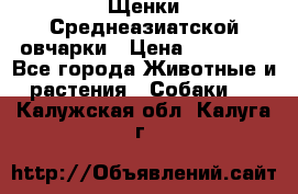 Щенки Среднеазиатской овчарки › Цена ­ 30 000 - Все города Животные и растения » Собаки   . Калужская обл.,Калуга г.